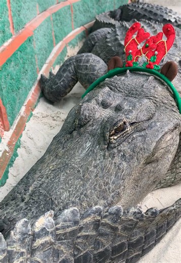 Our rescued gators are resting in the pit and slowly waking up, getting ready for the holidays in their own calm way. It’s a close-up look at just how relaxed they can be. Come out for a real Everglades experience and see these incredible animals up close. #EvergladesHolidayPark #EHP #Alligators #GatorRescue #FloridaWildlife
