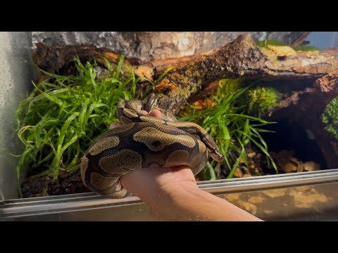 Jak chovat Python regius - krajta královská