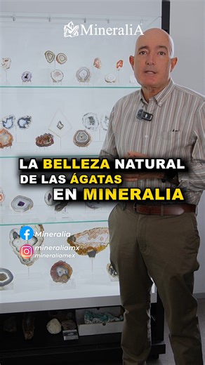 Entre los grandes representantes del reino mineral están las ágatas, variedades de cuarzo microcristalino que no forman cristales visibles, pero sí revelan toda una historia geológica en sus bandas de color. 💫 Cada línea y cada tono reflejan un episodio distinto del proceso de formación del mineral, resultado de cambios en la composición y condiciones del entorno a lo largo de millones de años. 🇲🇽 Esta belleza es una Ágata Laguna, originaria de México, considerada una de las ágatas más colori