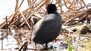 The coot stands on the bank of the reservoir. The Eurasian coot (Fulica atra), also known as the common coot, or Australian coot, is a member of the rail and crake bird family, the Rallidae. Close-up