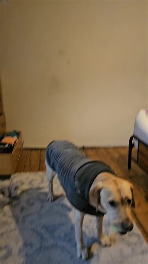 Christmas for the fluffies, slightly messy, worth it ❤️ ✨️ #labrador #ragdollcats #cavachon