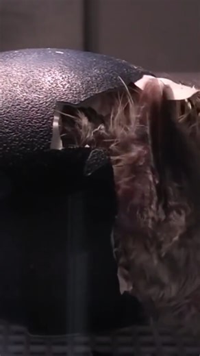 40K views · 1K reactions | Watch as the Emu hatches! #newhatch #emu #animals | White House on the Hill | Facebook