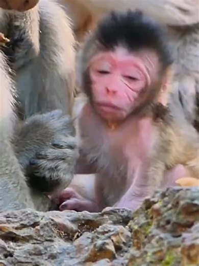 Libby Monkey Mom and her cute little baby monkey Leo (74) #babymonkey #cutemonkey #animalshelter #animals #wildlife #wildanimals #wildmonkey #welovemonkey #monkeytube