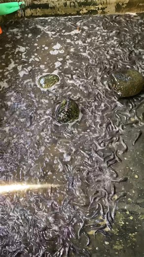 11K views · 167 reactions | Five to six inches #fblifestyle | Mr. Beng | Facebook