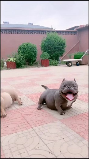 Bully Dog with Big Belly in 35 Days Transformation