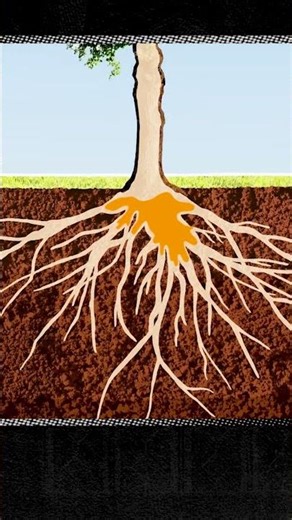 How maple trees produce syrup 🌳 #maplesyrup #sap #trees
