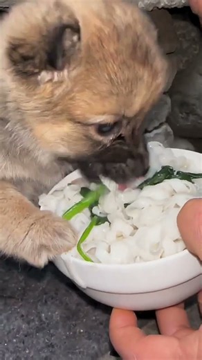 Feeding a puppy noodles #dog #cute #pigfeed #animals