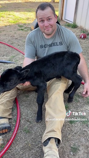 Miracle of the Madigan Squeeze: Preemie Calf Stands for First Time