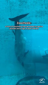 100K views · 4.4K reactions | One of many issues these animals face...