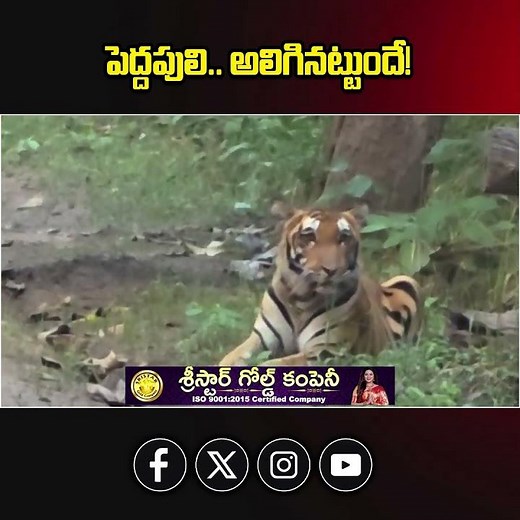 పెద్దపులి.. అలిగినట్టుందే! || SV6NEWS ||