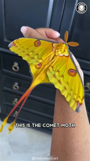 Comet Moth 🦋 The Most BEAUTIFUL Moth Alive! Wings longer than your hand. Golden patterns that shimmer like fire. A flying masterpiece from Madagascar. #cometmoth #wildlife #animalfacts #1minuteanimals | 1 Minute Animals