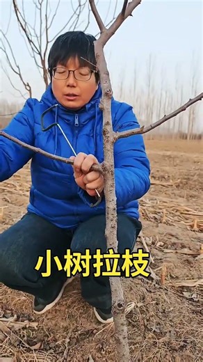 #FruitTree Branch Training for Beginners | Easy & Effective Branch Pulling Method#shortvideo