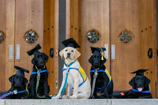 Duke University Studied 101 Puppies to See How Their Minds Developed