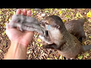 BABY OTTER TRAGEDY ! WHAT HAPPENED ?!