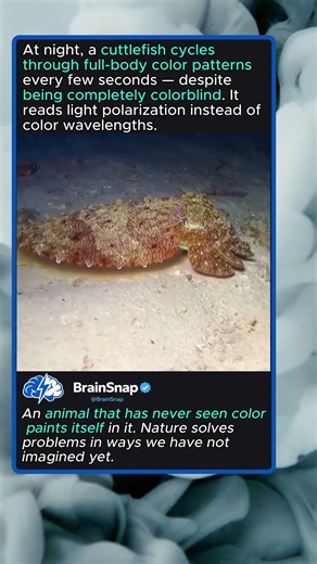 Cuttlefish The Shape Shifting Night Hunter