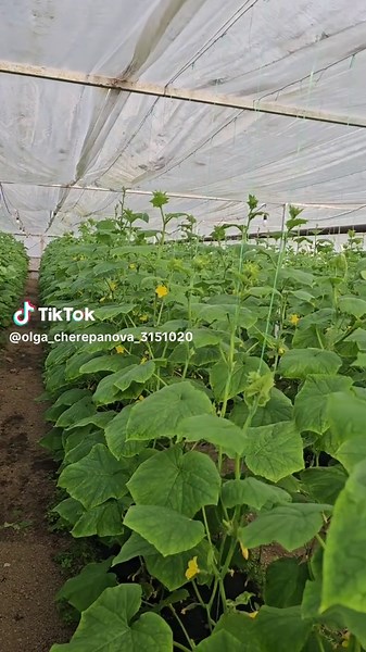 First Harvest of Cucumbers in Kuban Greenhouse 2026
