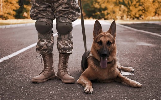 Top Dog Breeds for Search and Rescue Missions