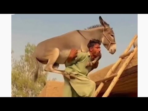 Best Funniest Comedy Video || top 100 funniest comedy video 🤣 By Moj Tv ⭐ #funny #viral #comedy #ai
