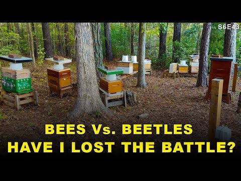 BEES VS. BEETLES | Time is running out.