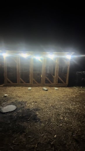 Amazing Bird Tricks with Flypens!