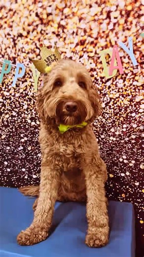 Happy 4th birthday to Beacon! 🎉💙 The original and the only certified Funeral Service Therapy Dog in Washington State. Today we celebrate four incredible years of comfort, calm, and unconditional love from our very own Beacon. From the moment he walks into a room, Beacon has a way of easing heavy hearts, and bringing quiet reassurance when it’s needed most. Beacon is deeply loved in every community that we serve, and we are so proud that he is such a legend. His gentle presence reminds families