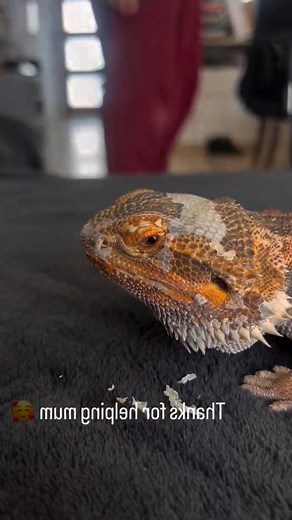 102K views · 424 reactions | My mom cute lizard skin plugin remove #foryoupage #usareels #fyp #foryou #wildanimals | NO worries | Facebook
