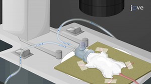 Video: Intranasal Drug Administration in Mice via Pipette and Reverse-Cannulation for Nose-to-Brain Drug Delivery - Experiment