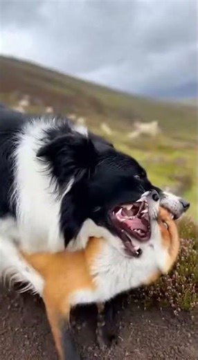 Border Collie: Guardian of the Scottish Highlands