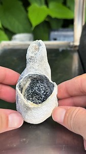 Ancient Blue Coral…what’s inside? 🪸🌊 This beautiful Coral is from an ancient reef that existed millions of years ago! It also looks incredible under UV light 🪸🤯 | CoralGeodes