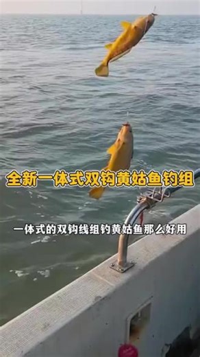 谁会想到这个钓组黄姑鱼这么好用#钓黄姑鱼 #海钓黄姑鱼钓组 #海钓船钓 #海钓技巧 #爱生活爱钓鱼