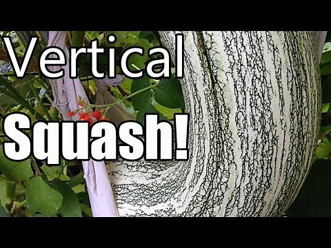 Grow Large Winter Squash Vertically on Trellises! (Butternut, Acorn, Cushaw)