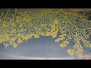 Timelapse of Slime Mould