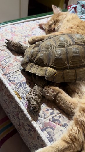 Flippy: La Nueva Amiga de Figaro 🐢❤️‍🩹