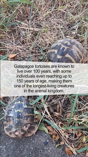 Galapagos Tortoises: The Remarkable Giants of the Animal Kingdom