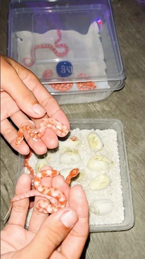 my corn snake hatching #reptiles #animals #pets