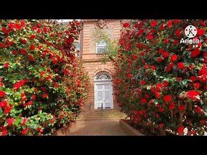 Camellia Japonica, Camelias.