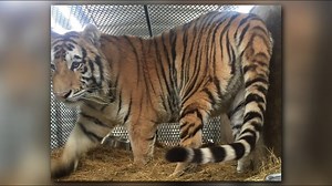 Rescued tiger still getting used to grass, sanctuary spokeswoman says