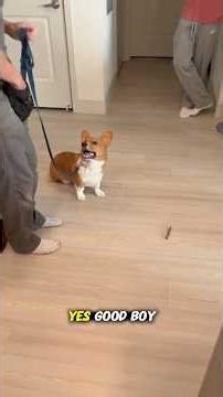 How To Teach Your Dog Not To Eat Anything That Falls on The Ground💥 #dogshorts