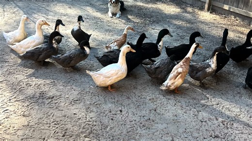Duck Herding Techniques with Australian Shepherds