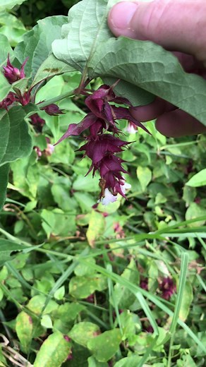 2.5K views · 56 reactions | Himalayan honeysuckle (Leycesteria formosa) #gardening #garden #ChineseTraditionalMedicine #foraging #survival | Prepper Kiwi | Facebook