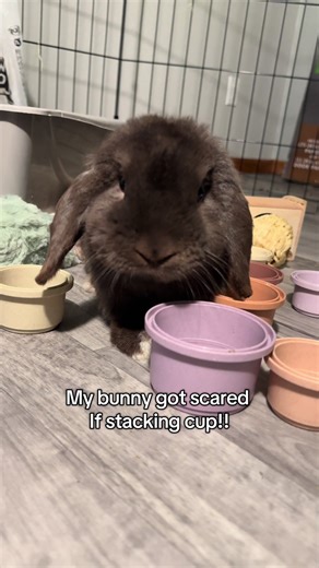 Try to make bunny entertained by stacking cups!#bunny #stackingcups #funnybunny #cutebunny #feedthebunny