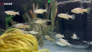 Conservation Zoos Step Up to Save a Tiny Fish From Extinction.mp4
