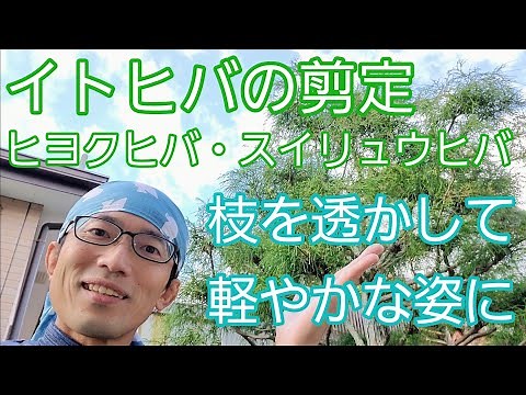 【イトヒバ(ヒヨクヒバ)の剪定】枝葉を間引き、透かして軽やかにする秋の手入れ🌲🕊️