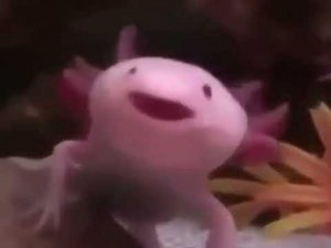 Screaming axolotl meme
