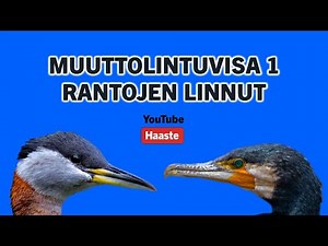 Muuttolintuvisa 1/3 – Rantojen linnut