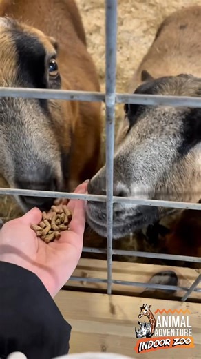 Hungry for a little adventure this weekend? You found the right crew😋 Our petting zoo crew is waiting to welcome you with open arms (and mouths) during your indoor zoo visits this weekend! Grab your feed pails, open your camera, and get ready to get wild! Open THROUGH TUESDAY this long weekend for your official “no school” plans! | Animal Adventure Park
