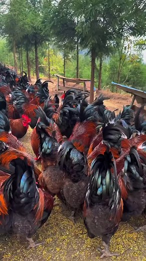 1.4M views · 10K reactions | Cockerel farming requires patience and...