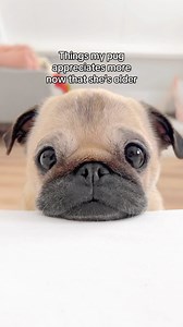 581K views · 35K reactions | Life lessons from Loulou: appreciate the little things in life 懶 #pug #dog #dogsofinstagram #pugsofinstagram #WeeklyFluff | Loulou the pug | Facebook