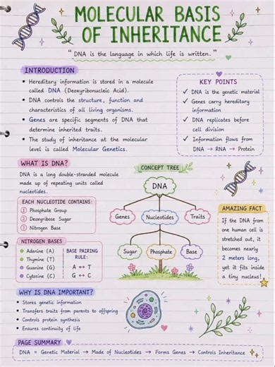 Molecular Basis of Inheritance Class 12 Biology | Complete NEET & Board Exam Notes