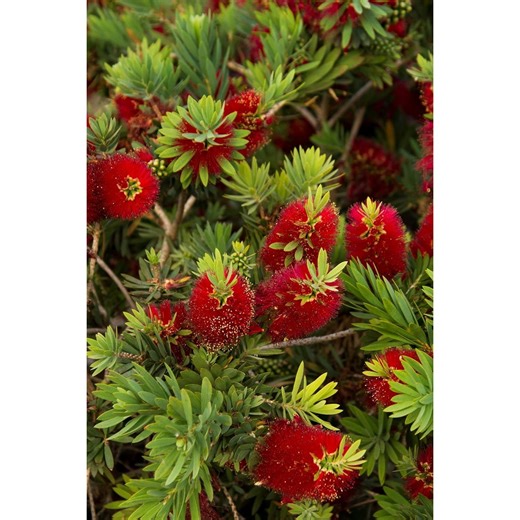 Dwarf Weeping Bottle Brush Aka Callistemon V. 'Little John' Live Plant Fit 01 Gallon Pot - Walmart.ca